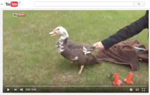 3d printed duck legs video